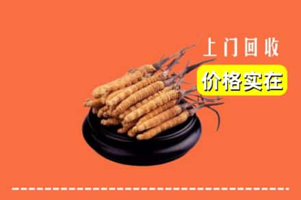 绵阳市游仙回收冬虫夏草